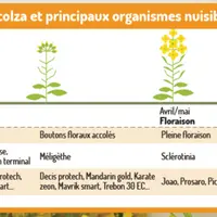 Période de sensibilité pour le colza et principaux organismes nuisibles