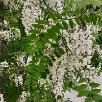 Floraison blanche d'acacia