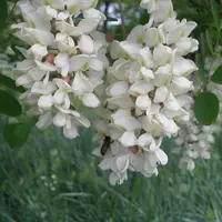 Fleurs d'acacia