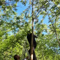En 2019, le prélèvement délicat des inflorescences étaient possible avec une perche, désormais les arbres ont pris de la hauteur et une cueillette à l