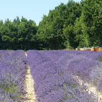 Champ de lavande.