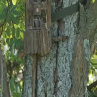 Les pièges photographiques pour la surveillance des ruchers sont-ils un bon outil ?