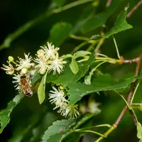 Fleurs de tilleul