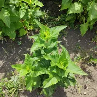 La silphie, une culture aux débouchés agricoles nombreux.