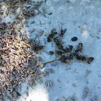 Débris d’abeilles dans un échantillon d’épis de lavande récolté.
