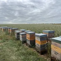 Les ruchers de Mélanie Boitrel, apicultrice en Normandie