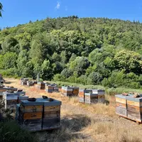 Les Cévennes sont d'une grande diversité floristique ce qui en fait un territoire idéal pour l'apiculture.