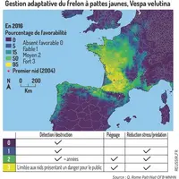 Gestion adaptative du frelon à pattes jaunes, Vespa velutina.