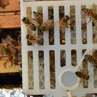 Les cages « Scalvini » permettent à la reine de maintenir sa ponte dans des cellules dessinées au fond de la cage sans que les larves puissent accompl