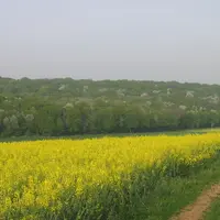 Champs de colza et merisiers