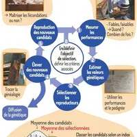Schéma de la sélection