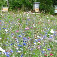Les couverts fleuris sont envisagés comme un moyen d’atténuer l'impact des pesticides sur les pollinisateurs, mais cela f