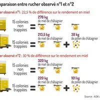 Comparaison entre rucher observé n°1 et n°2