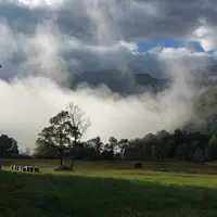 La Callune est un arbrisseau bas qui pousse naturellement dans les landes