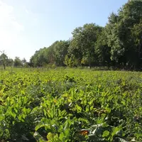 Champ de betteraves sucrières
