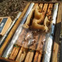 En dehors des ressources naturelles, le saccharose raffiné sera la meilleure source de sucres pour l’abeille.