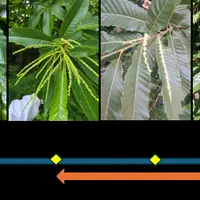 Évolution de la prise de poids d’une colonie non trappée et des paramètres environnementaux du 6 juin au 1er juillet 2025