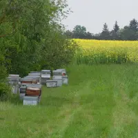 Il existe des dispositifs et structures d’accompagnement à la transmission en apiculture.