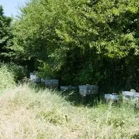 Les apiculteurs peuvent être remplacés temporairement sur leur exploitation pour divers motifs : maladie, accident, formation,