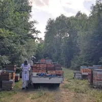 Le label IGP Miel de tilleul de Picardie est attendu pour l’automne 2025