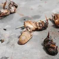 La thermothérapie dans la lutte contre varroa