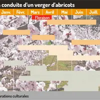 Abricotier et pollinisation : les clés d’une cohabitation maîtrisée