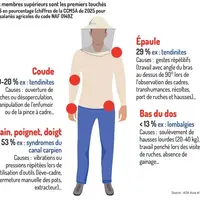 Les TMS en apiculture : quand le corps dit stop