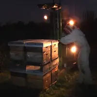 La transhumance de nuit faite sous forte lumière est susceptible de dérégler le cycle naturel des abeilles.