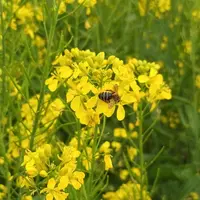 La moutarde est une plante très résistante à la sécheresse.