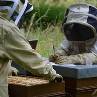 Les apiculteurs et les assurances : entre besoin de clarté et manque d’adaptation
