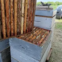 Des abeilles qui produisent bien, c'est aussi le résultat d'une bonne organisation du travail.