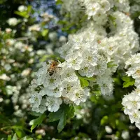 L’aubépine a longtemps été une espèce de choix pour entrer dans la composition des haies bocagères.