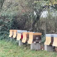Ruches anti frelon