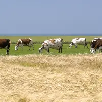 Vaches normandes