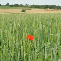 Les terres cultivées en agriculture biologique ont progressé de 17% en 2018, dont +31% pour les grandes cultures. © G. Omnès / Réussir