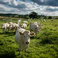 Unébio reste un poids lourd de la viande bovine biologique avec 2 300 éleveurs adhérents. © DR