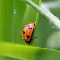 Coccinelle agriculture bio