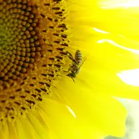 Abeille sur une fleur de tournesol