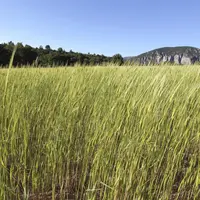 champ de petit épeautre bio