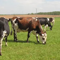 Troupeau de vaches laitières conduites en bio
