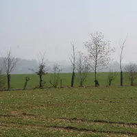 Arbres plantés dans une parcelle agricole