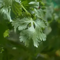 Gros plan sur une feuille de coriandre
