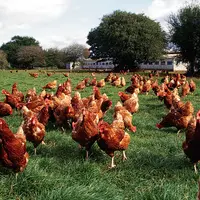 Poules pondeuses élevées en bio sur parcours
