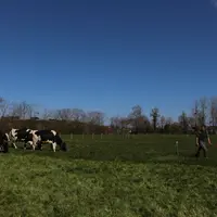 Vaches laitières en système bio dans un pâturage dans le Calvados