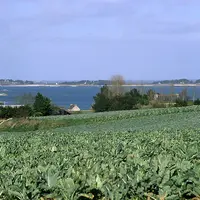 champ de choux-fleurs avec la mer en arrière-plan