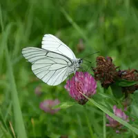 papillon sur une fleur de trèfle