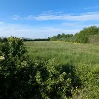 parcelle d'herbe entourée de haies et d'arbre