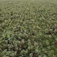 Féverole grain semée en direct dans une prairie vivante au GAEC des Jonquilles en Vendée