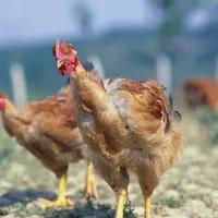 poulets en extérieur