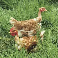 deux poules dans l'herbe